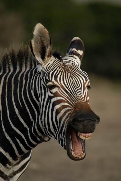 Zebra at De Hoop